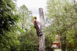 Tree Removal